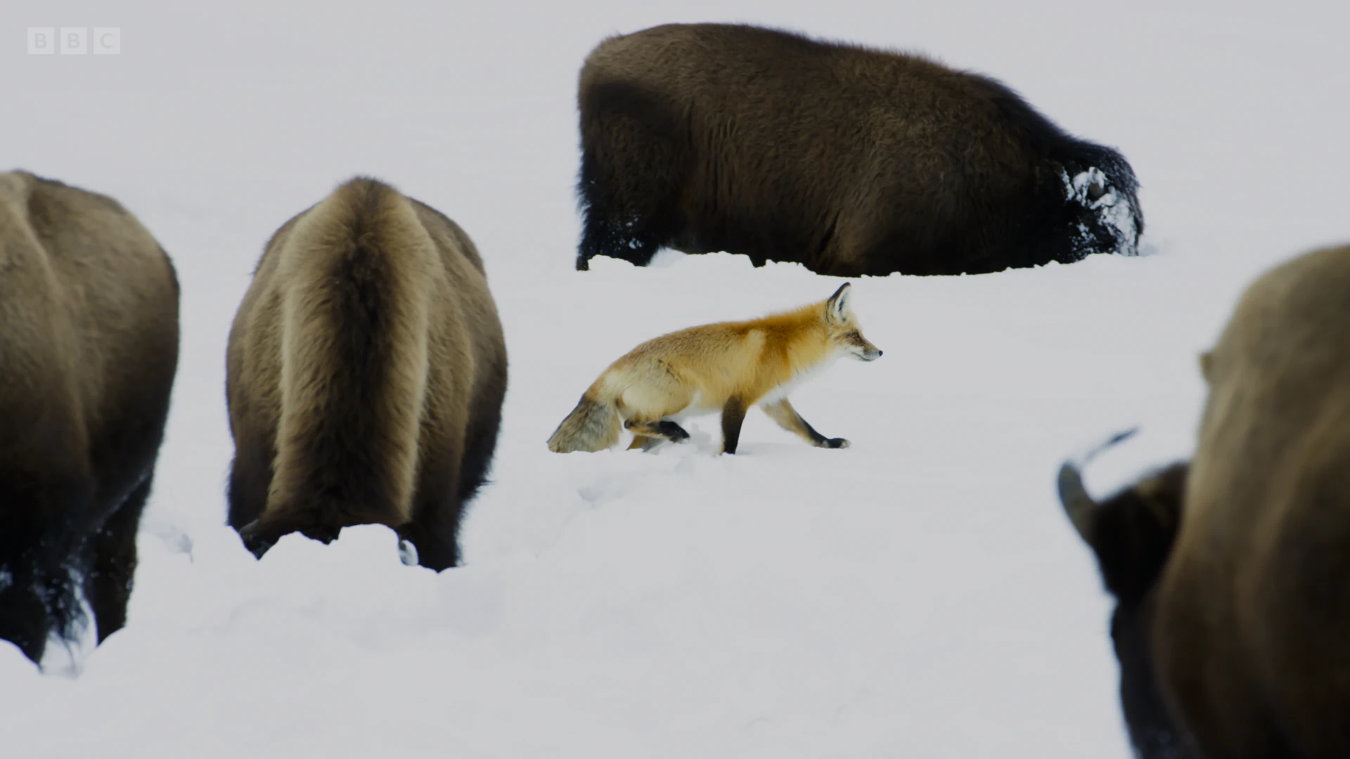 Wasatch Mountain fox (Vulpes vulpes macroura) as shown in Planet Earth II - Grasslands